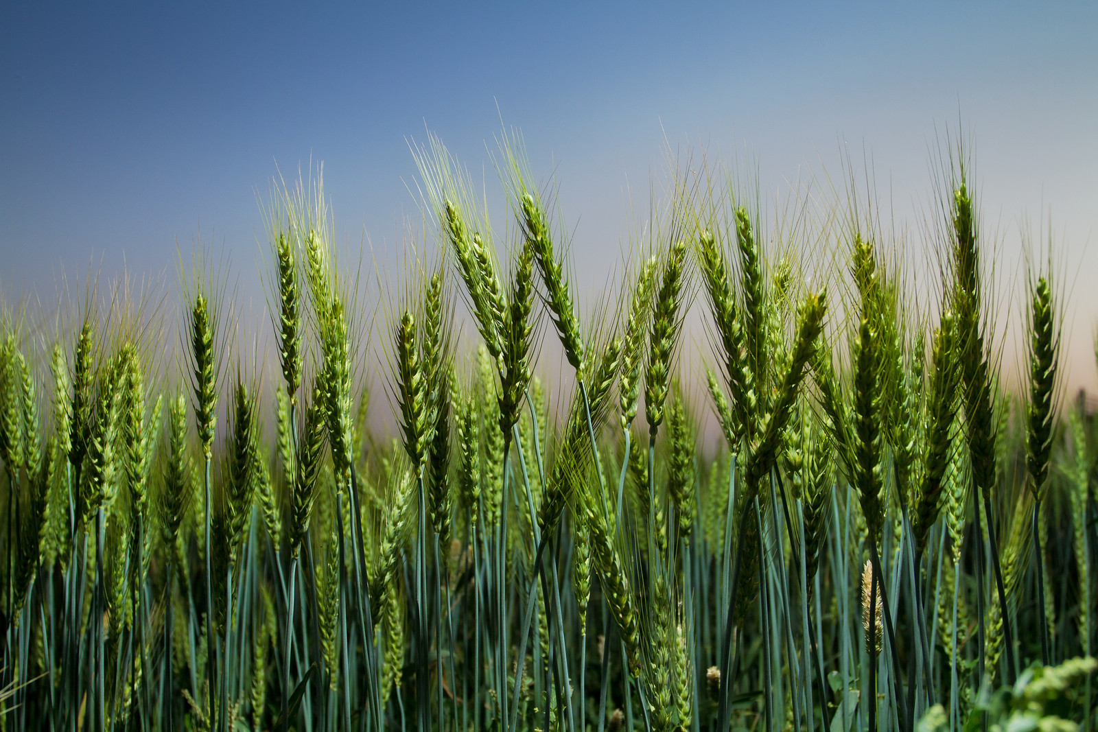 Global Crop Yields to Reduce Under Warmer Climate----Third Pole Environment